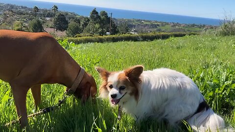 Chloe and Aeris in Malibu