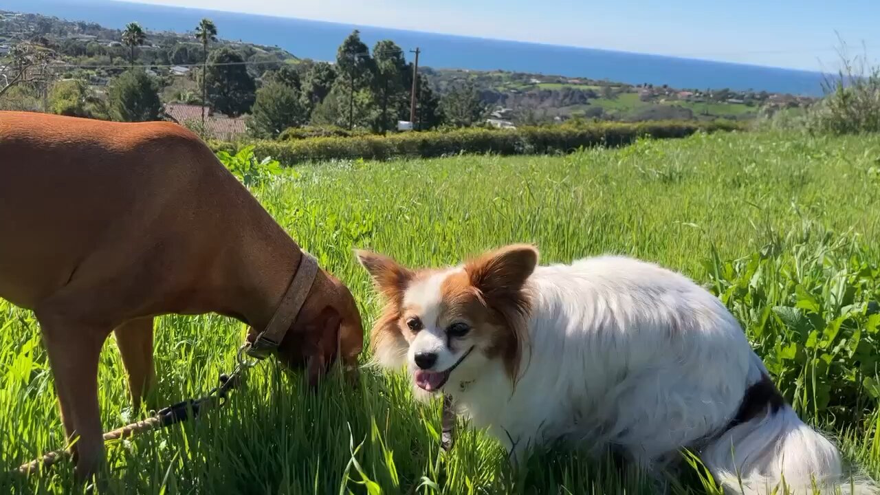 Chloe and Aeris in Malibu