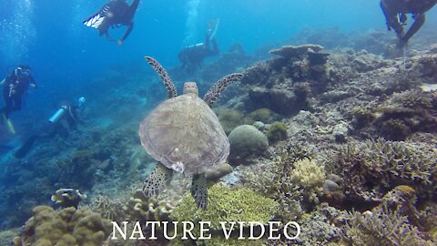 Nature video #nature