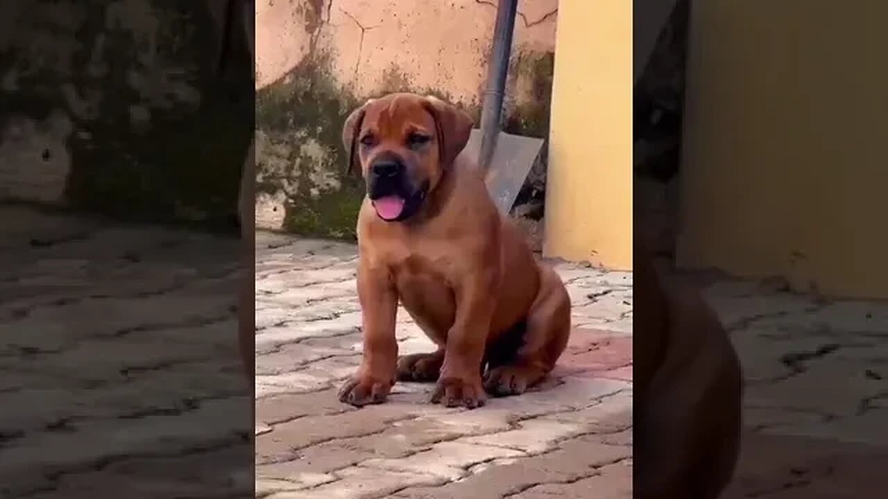 Adorable South African Boerboel puppy for sale #boerboel #trending #shorts #puppy #viral