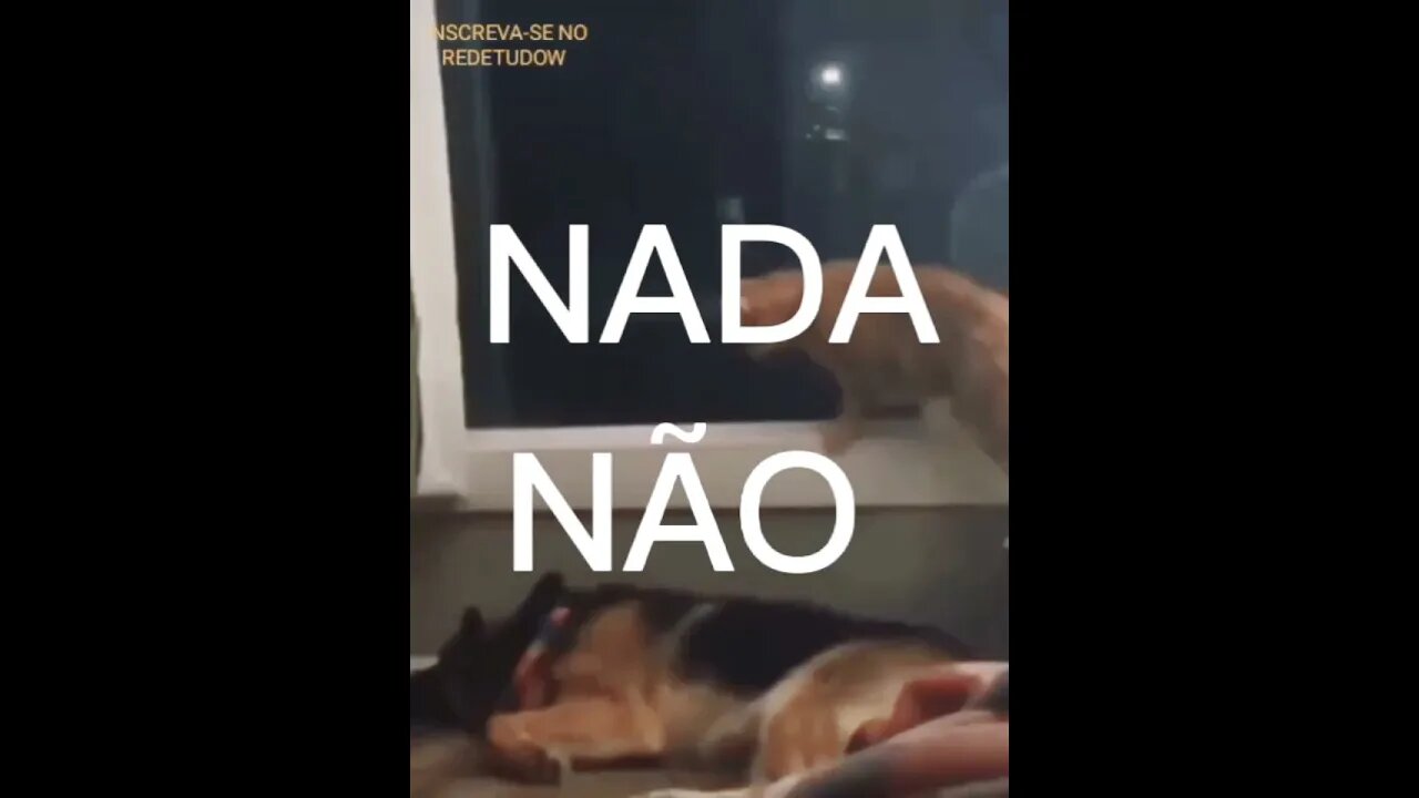 SHORT DAY: NADA NÃO CAT