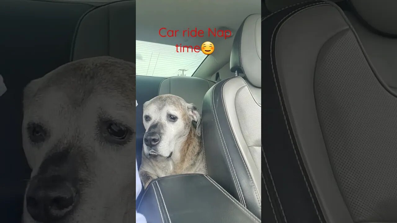 dog car ride..nap time #shortsvideo #dog #socialmedia #specialneedsdog