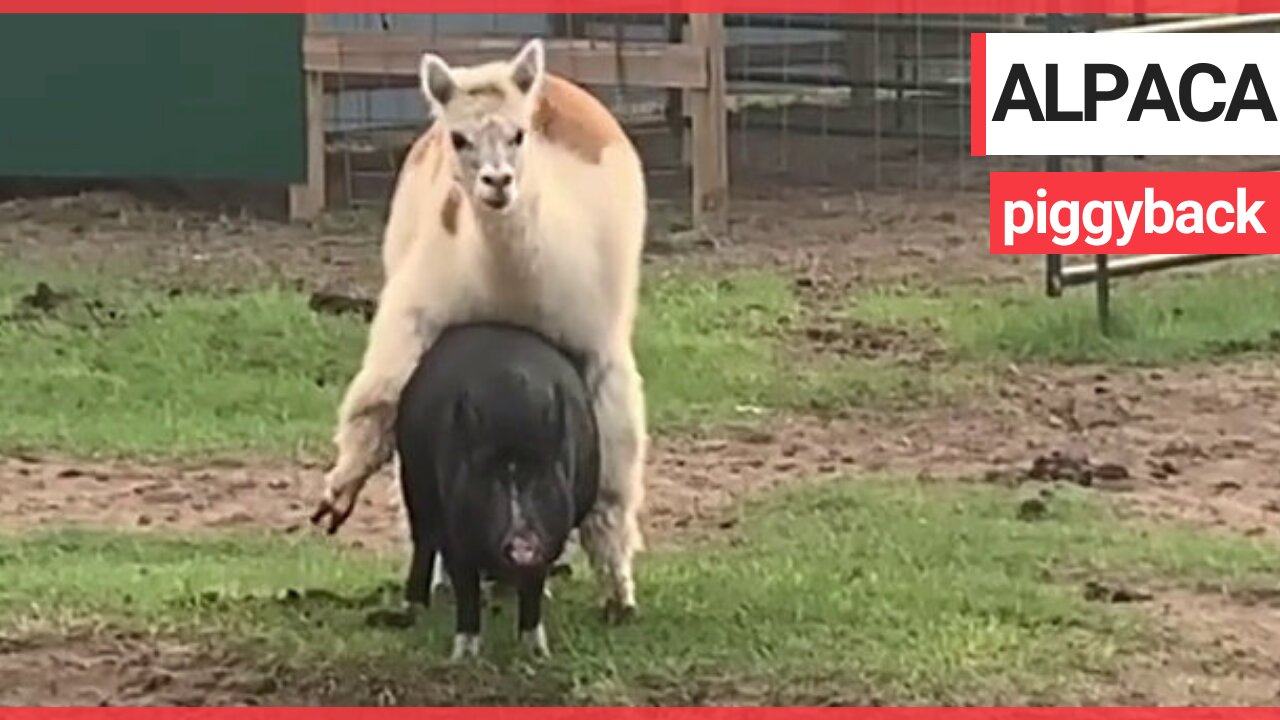 Just an alpaca getting a piggyback from a pig