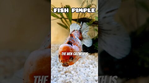 FISH WITH A ZIT 😂 #fancygoldfish #aquarium #goldfish #ranchugoldfish #goldfishtank #fishtank