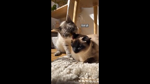 what is like having two cats 😺🐈😂🙏
