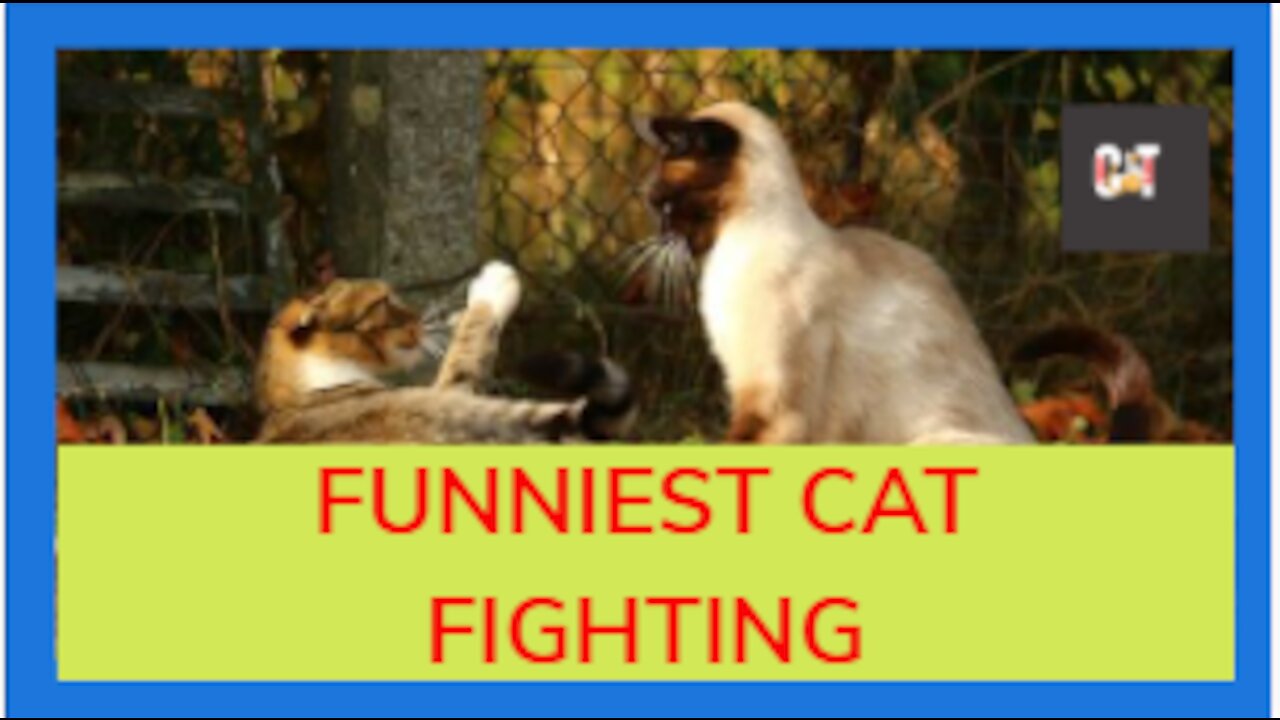 Funniest Cat Fighting