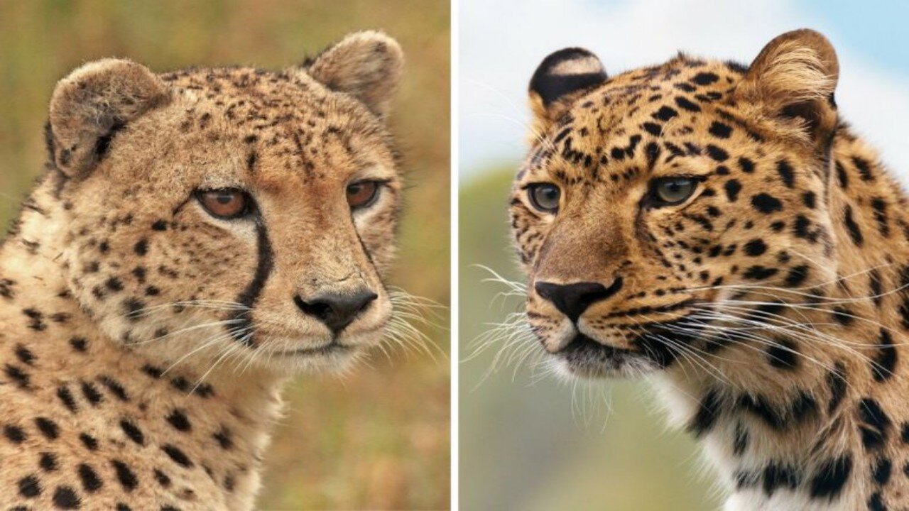 South africa forest leopard