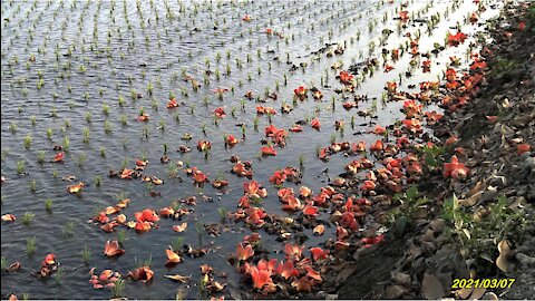 21_0307竹塘 木棉花道