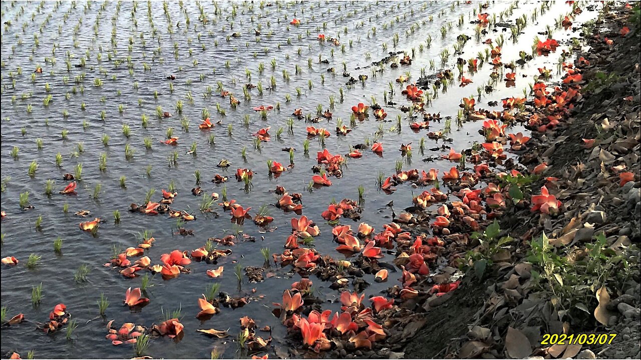 21_0307竹塘 木棉花道