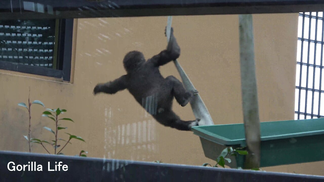 Impressive ! Kintaro has finally climbed!@gorilla