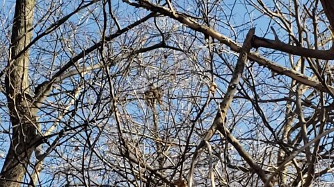 Raptor or Vulture Nest on the top of a tree