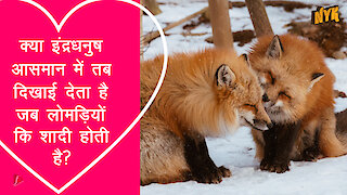 क्या इंद्रधनुष आसमान मे तब दिखाई देता है जब लोमड़ यो कि शादी होती है?