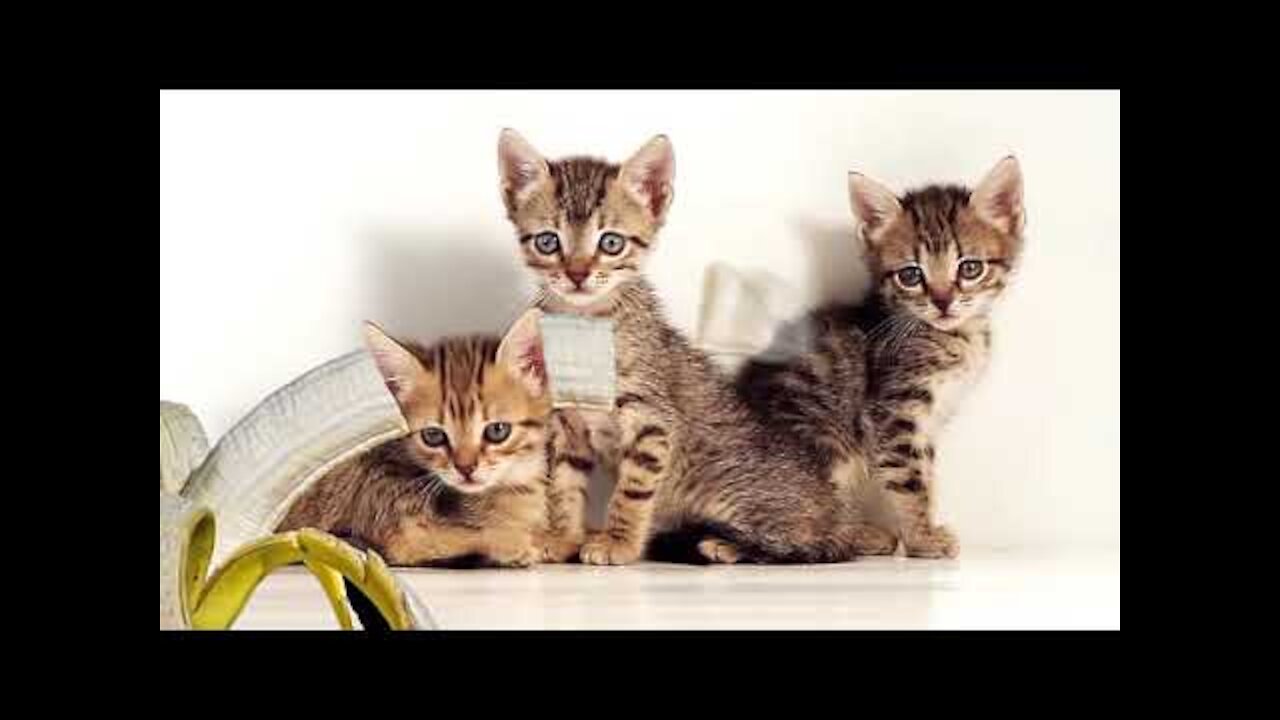 Funny Cat compilation # 1 Honey Bunny