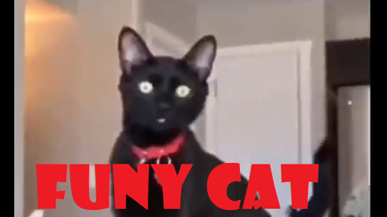 funy cat for fun compilation part 1