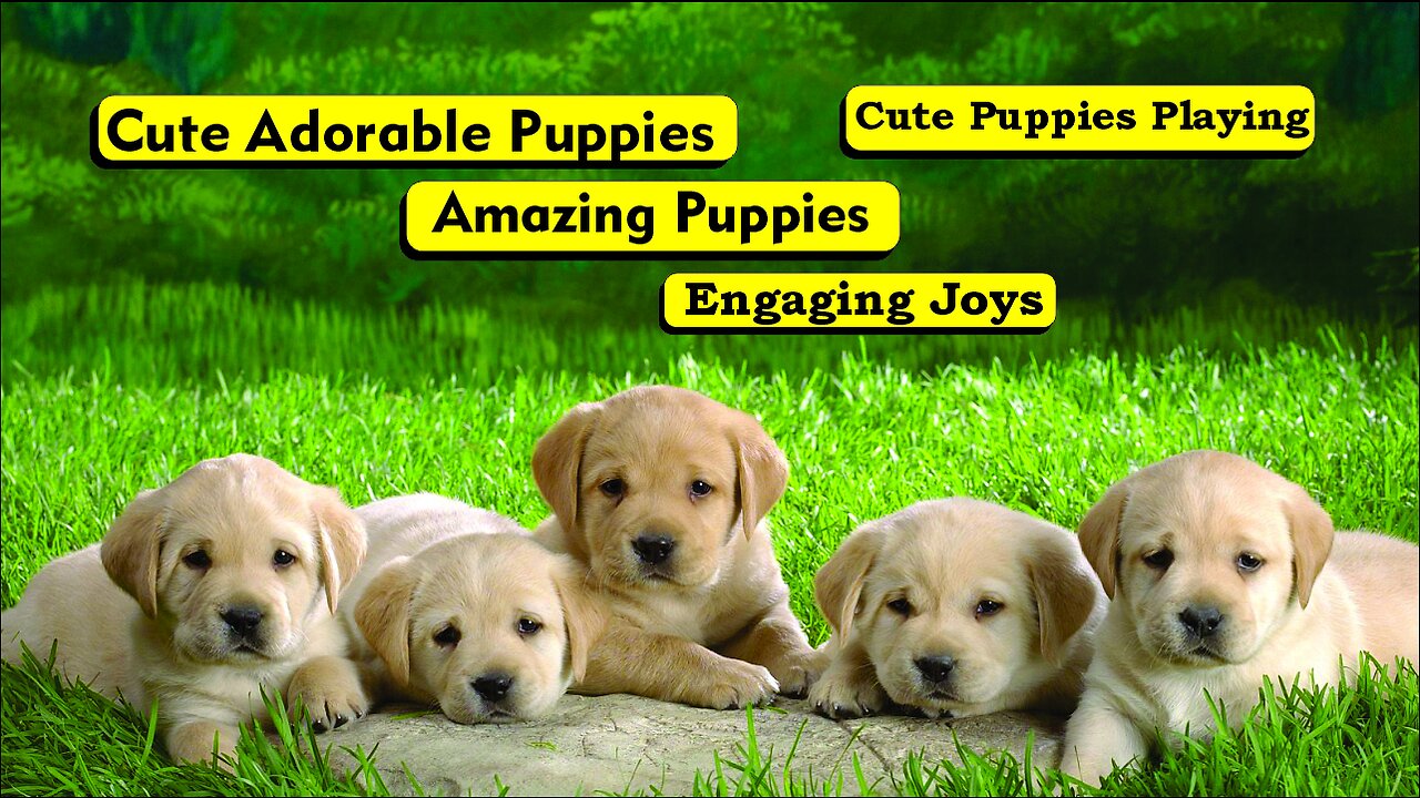 The World's Most Adorable Puppies |Engaging Joys|