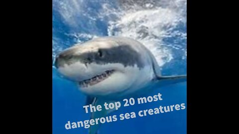 Reaction too WatchMojo top 20 Dangerous Sea creatures in the world