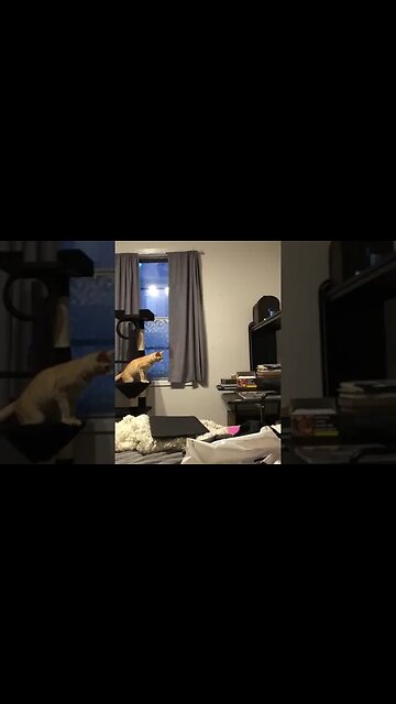 Gran Salto Miau Miau 😺🤣