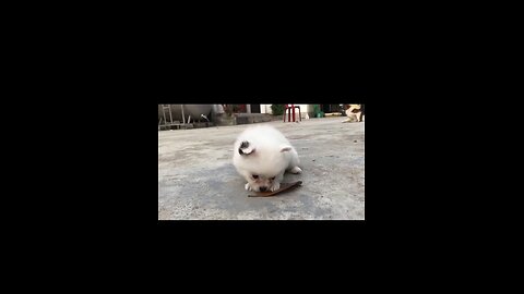 Cute_Puppy_-_Funny_and_Cute_Dog_Videos_Compilation_2023