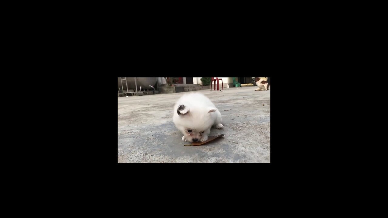 Cute_Puppy_-_Funny_and_Cute_Dog_Videos_Compilation_2023