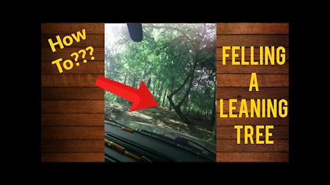 How to fell a tree - Forward lean #forestry