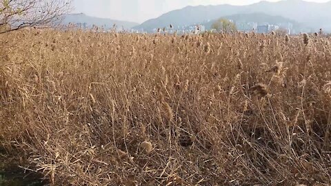 The sun shines in the reed forest.