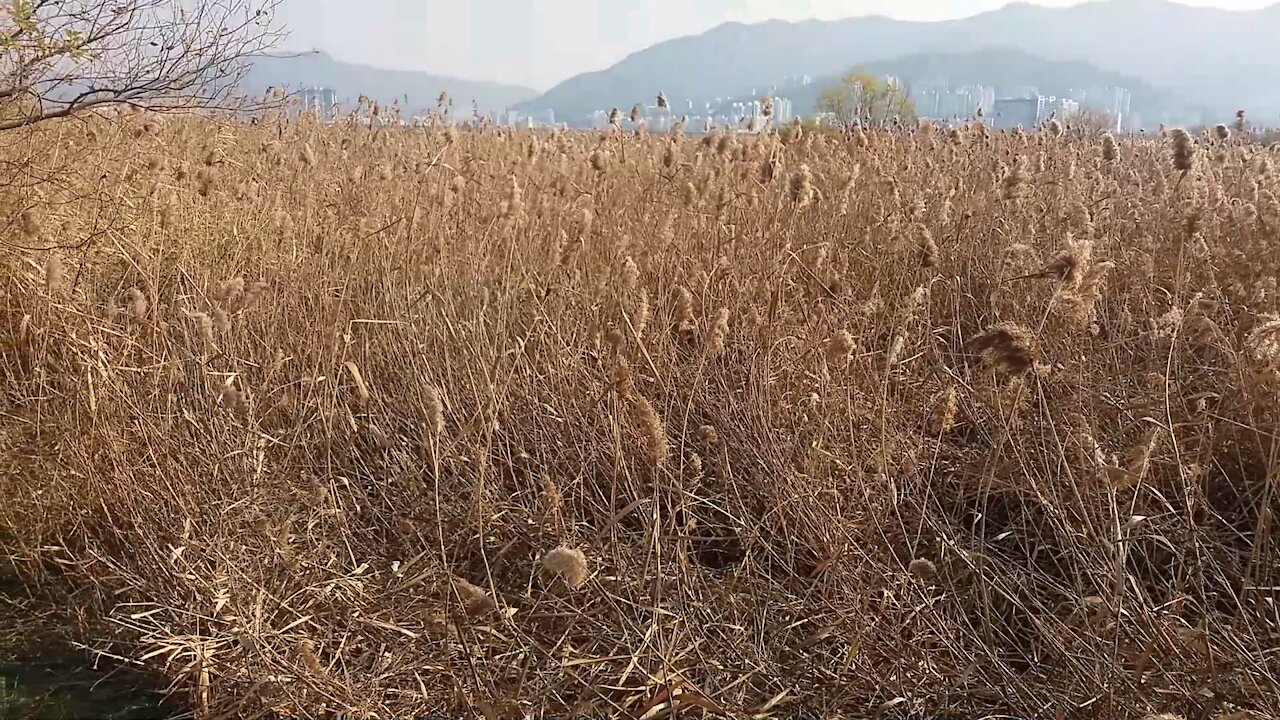 The sun shines in the reed forest.