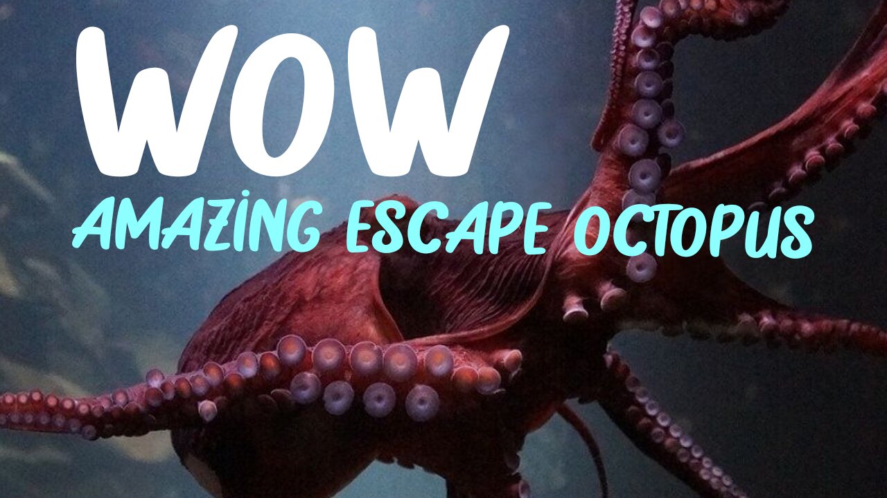 AMAZING intelegent !!! Octopus escapes boat by squeezing through tiny hole