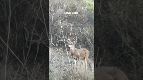 Southern California mule deer buck