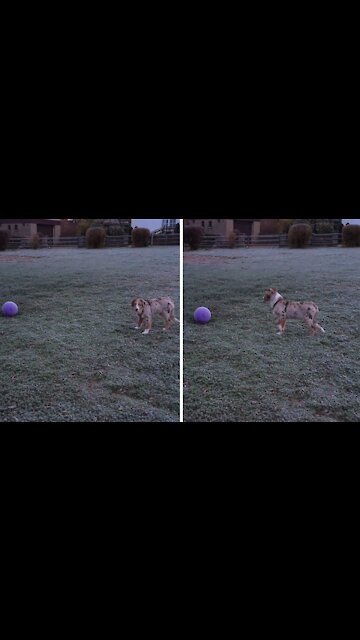 Puppy discovers ball, adorably unsure what to do with it