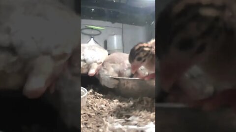 Week old guinea fowl keets growing feathers