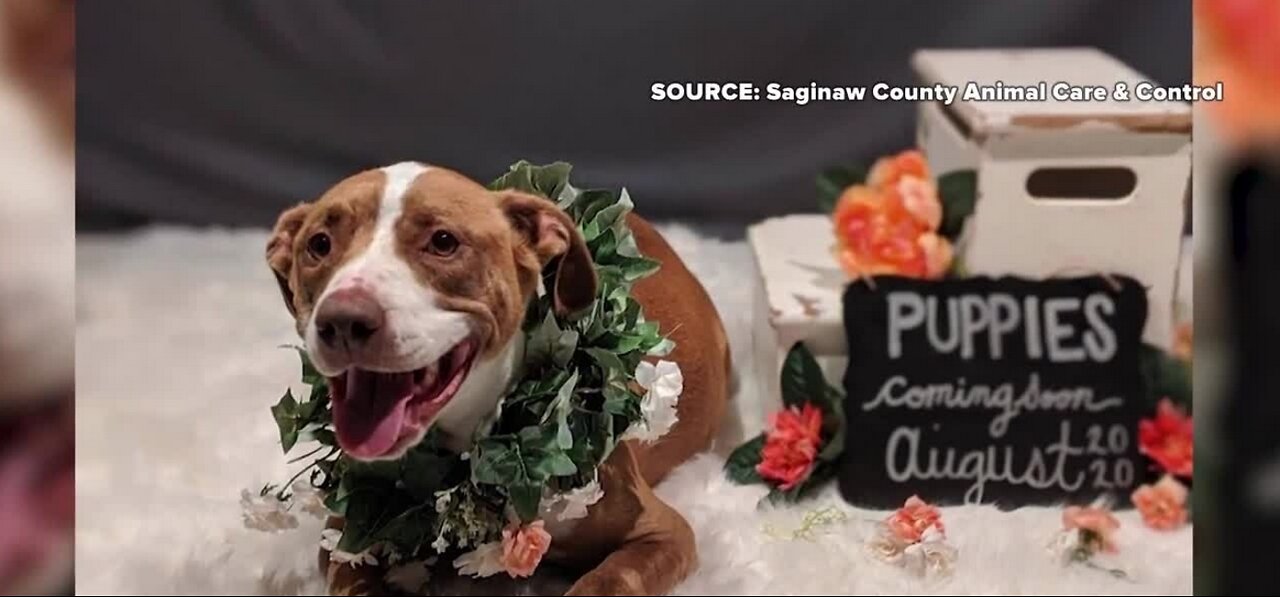 Pregnant dog gets maternity photo shoot