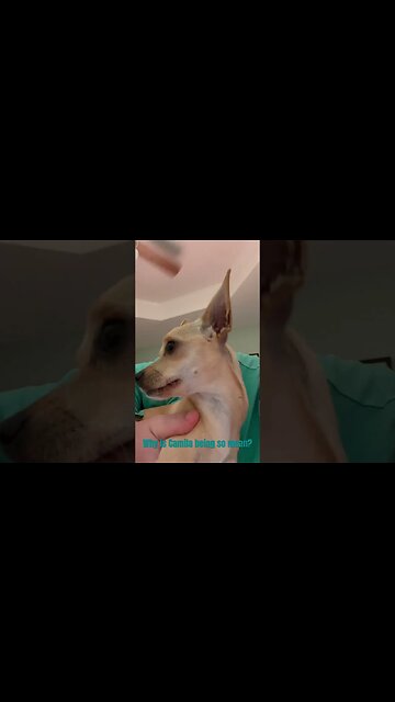 Funny Chihuahua Puppy, no kisses for me today?!? #chihuahuafanatics #chihuahuababy #chihuahualover