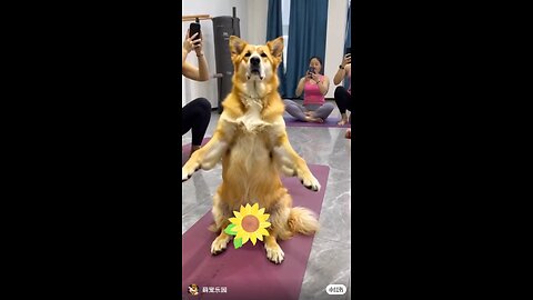 beautiful dog