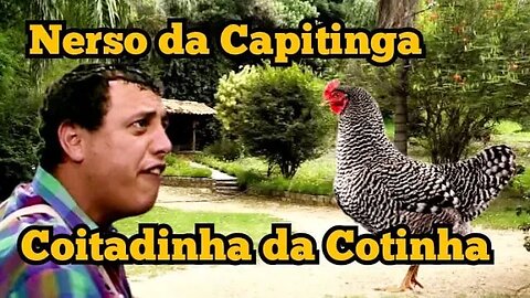 Escolinha do Professor Raimundo; Nerso da Capitinga, coitadinha da Cotinha 🐔