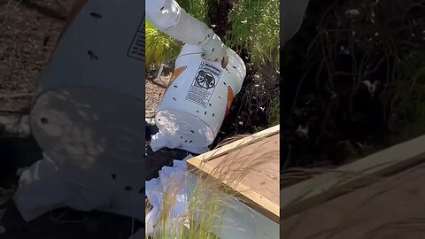 Save the bees 🐝 part 4 #bee #shorts