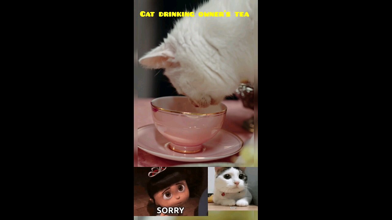 cat drinking tea