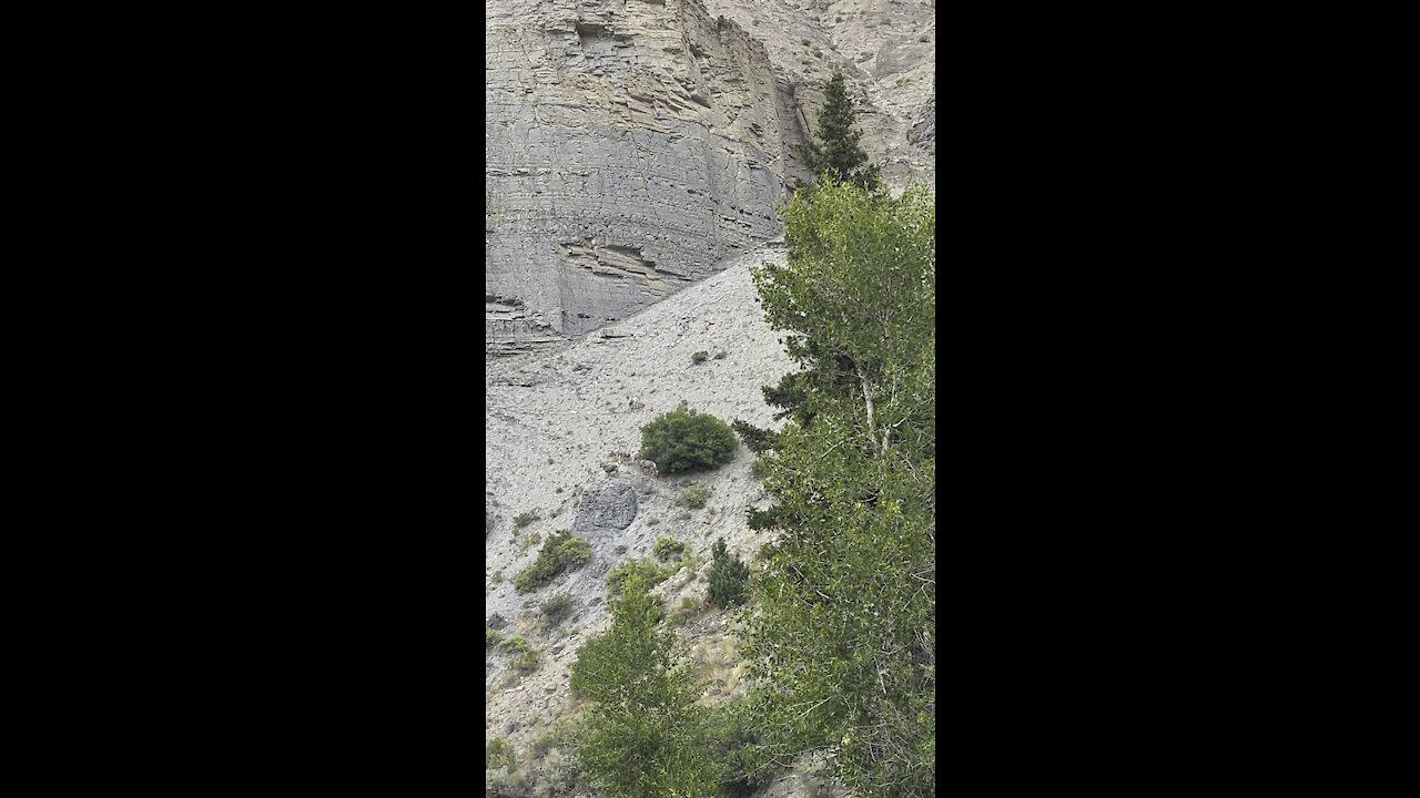 Yellowstone Mountain Goats