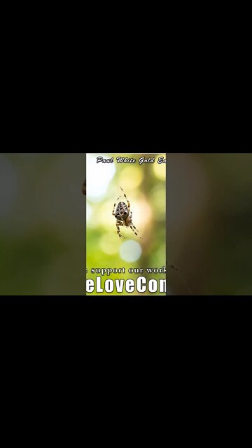 Sacred Star Flowers of the Blossoming of Human Consciousness