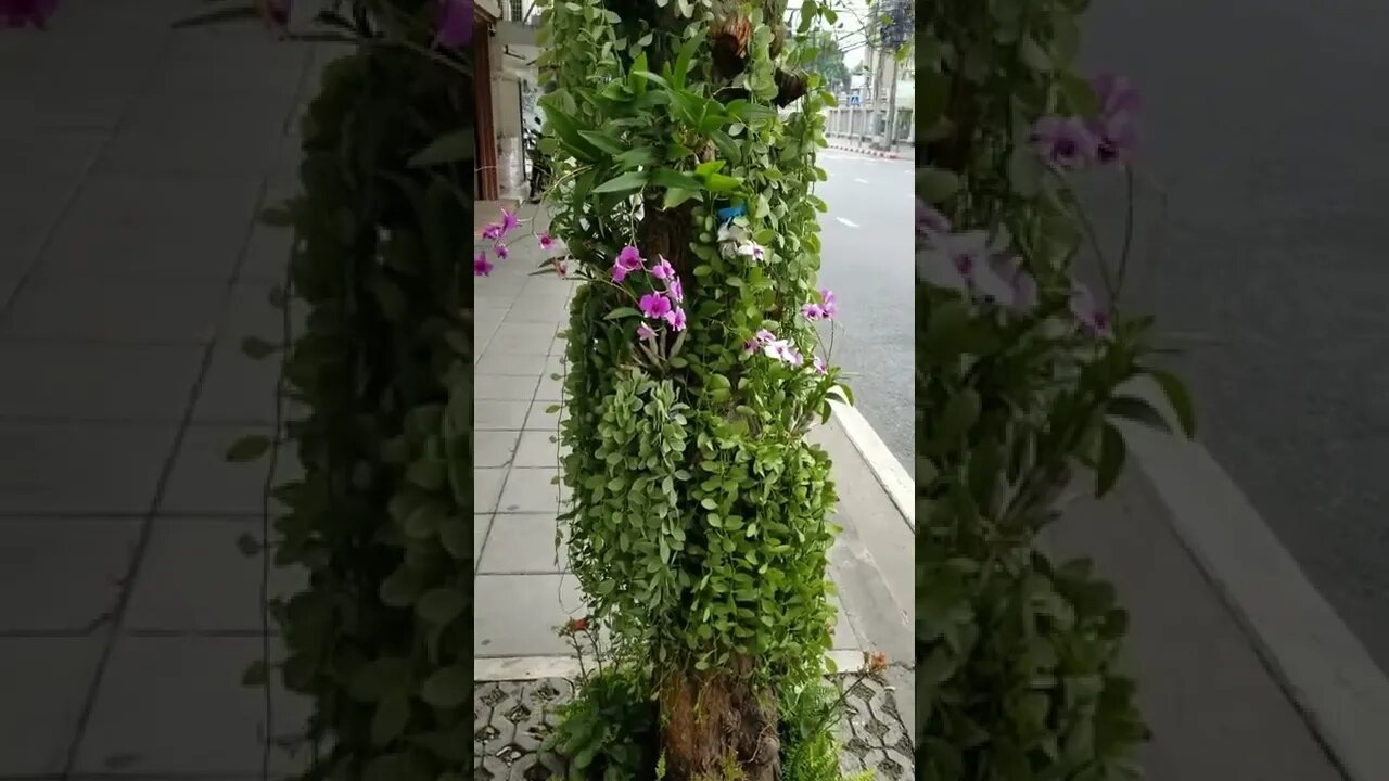 Decorating the tree trunk with foliage