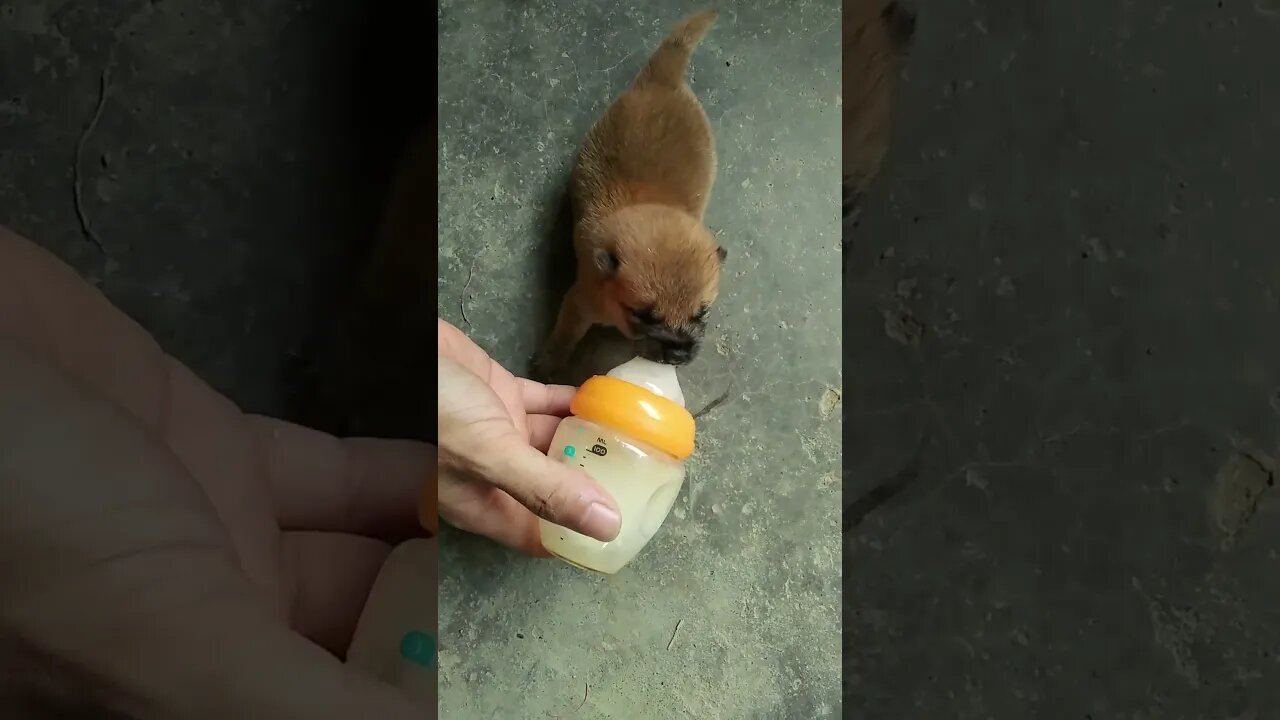 3只小奶狗饭量大增,饭点还没有到,就饿得哇哇叫了,跌跌撞撞地找喝奶#萌宠 #幼犬 #小奶狗 #shorts
