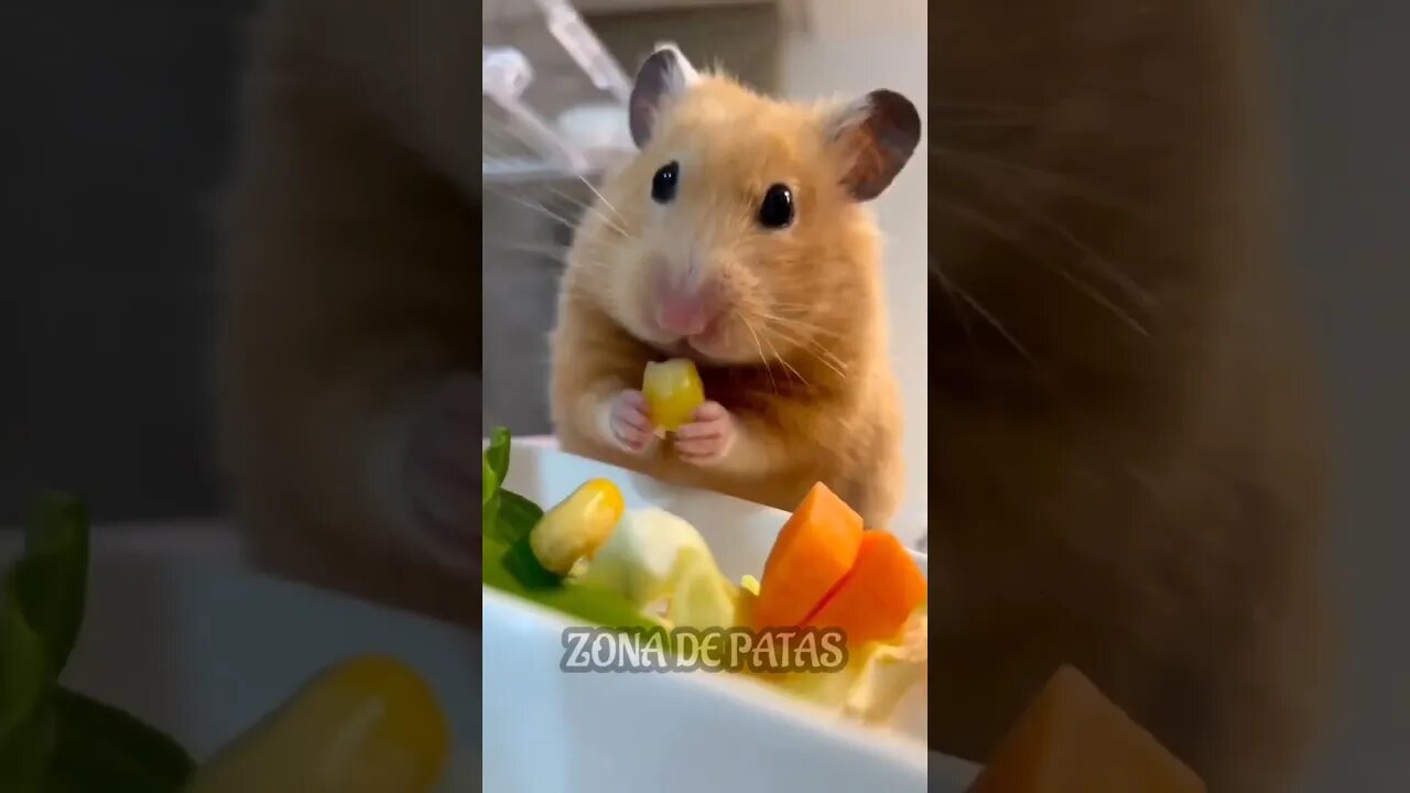 O ASMR MAIS PERFEITO QUE VOCÊ VERÁ HOJE🥰