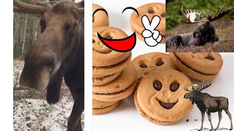 Watch how this adorable animal eats the cookie