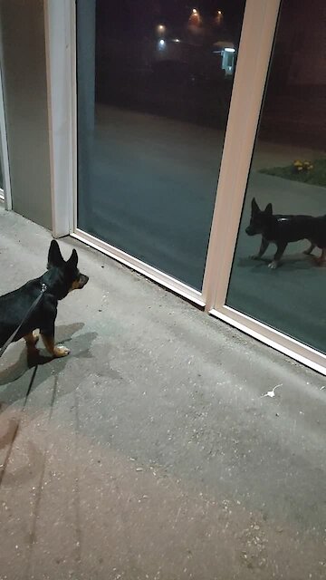 Puppy barks at his reflection during walk