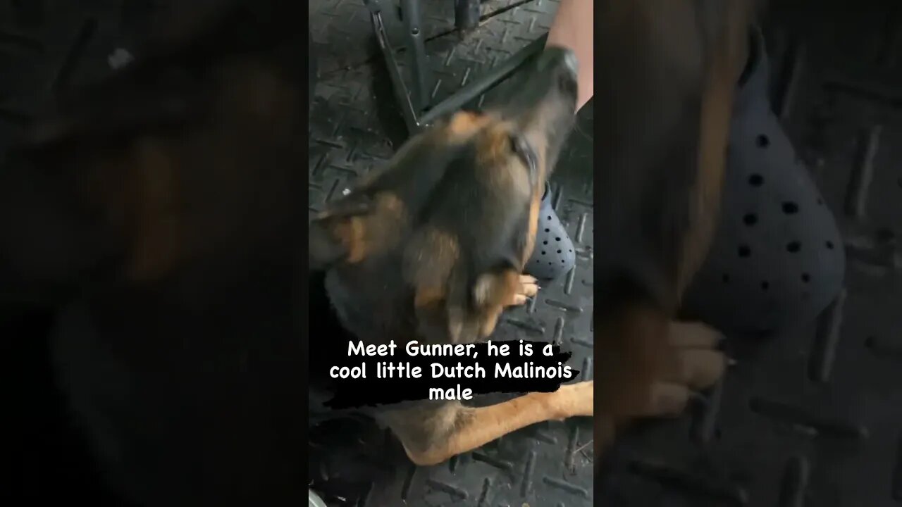 Malinois male puppy, Gunner #malinoislovers
