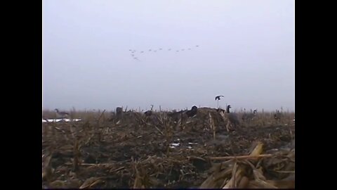 MidWest Outdoors Torino Goose Hunt