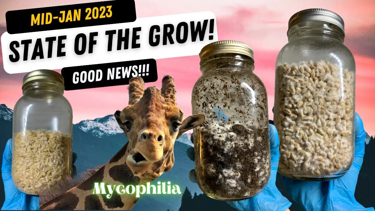 Mid-January '23 State of the Grow! GOOD NEWS! Colonization Issue FIXED! Fruiting Content soon!