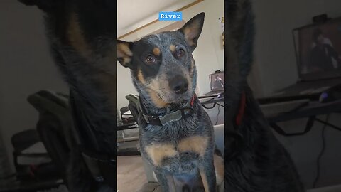 River The Blue Heeler #subscribe #youtube #shortsvideo #youtubeshorts #funnyvideo #funny #blueheeler