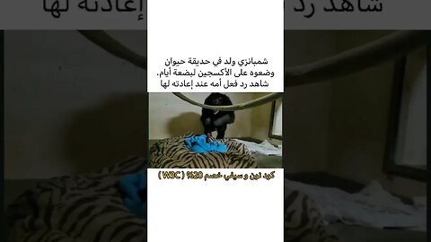 رد فعل شمبانزي ولدت واخدو ابنها واعادته لها