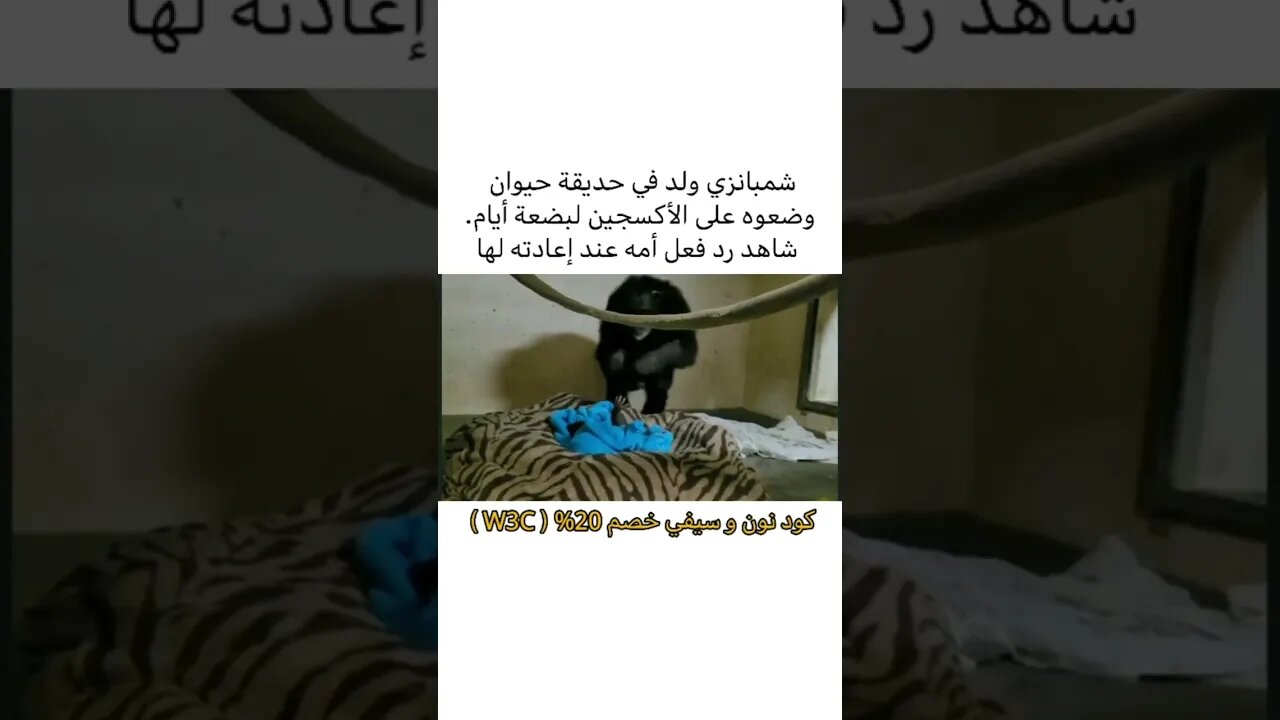 رد فعل شمبانزي ولدت واخدو ابنها واعادته لها