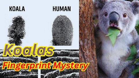 Why Koalas Have Fingerprints Like Humans! | #animals #facts #viral